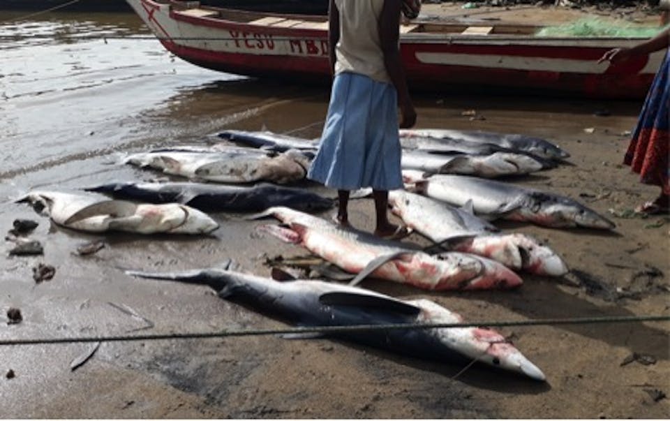 Improving Conservation Of Sharks And Rays In Ghana Through Education