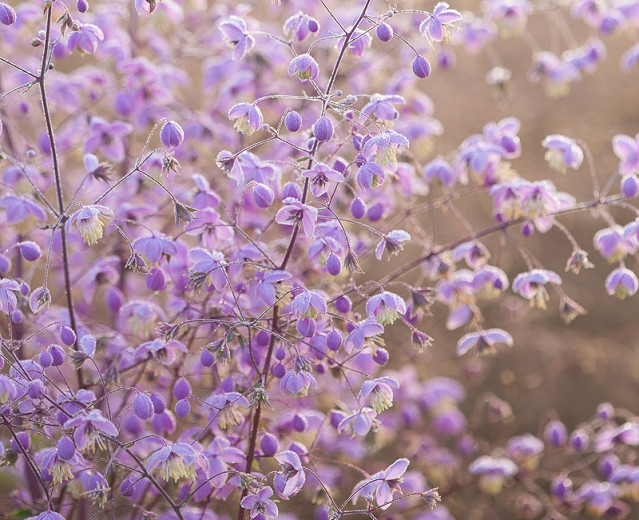 In The Gardens Thalictrum Delavayi Chinese Meadow Rue Beechwood