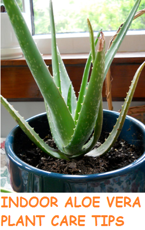 Indoor Aloe Vera Plant Care Tips Alternative Green World