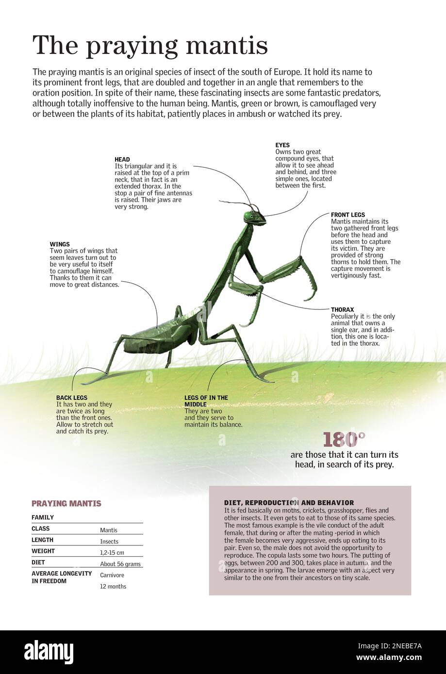 Infographic About The Morphology And Main Characteristics Of The