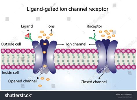 Ion Channel Receptors Explained