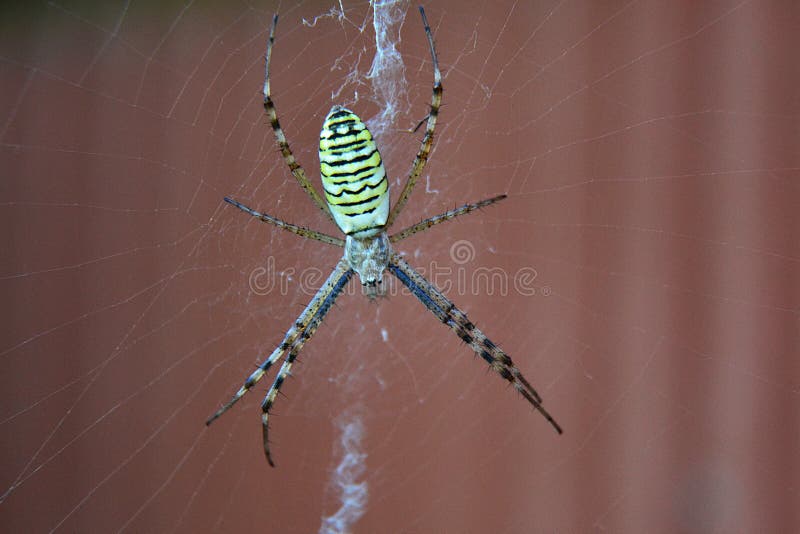 Is A Zebra Spider Poisonous