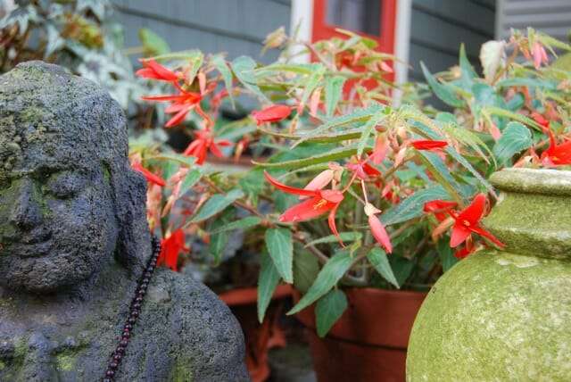 It Lives My Overwintered Begonia Bonfire A Way To Garden