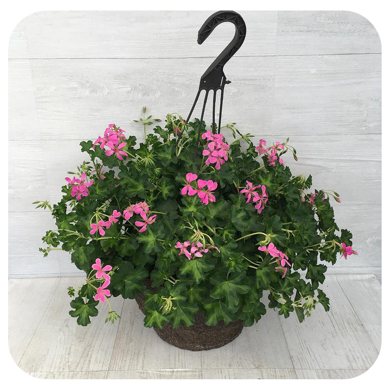 Ivy Geranium Hanging Basket Ivy Geraniums Container Gardening Hanging Baskets