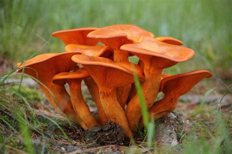 Jack O'lantern Mushroom