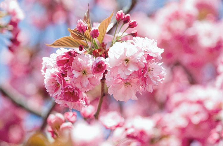 Japanese Flowering Cherry Kwanzan