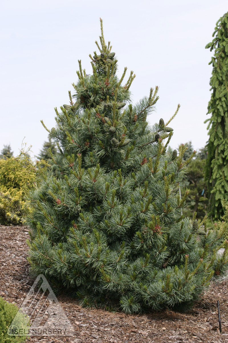 Japanese White Pine Care: Grow Perfect Trees