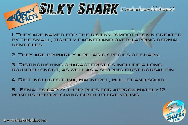 Jawsome Facts About Silky Sharks To Download Check Out Www Sharks4kids Com Silky Shark Shark