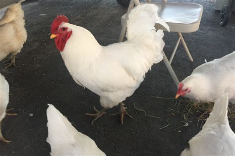 Jersey Giant Poultry Care Guide