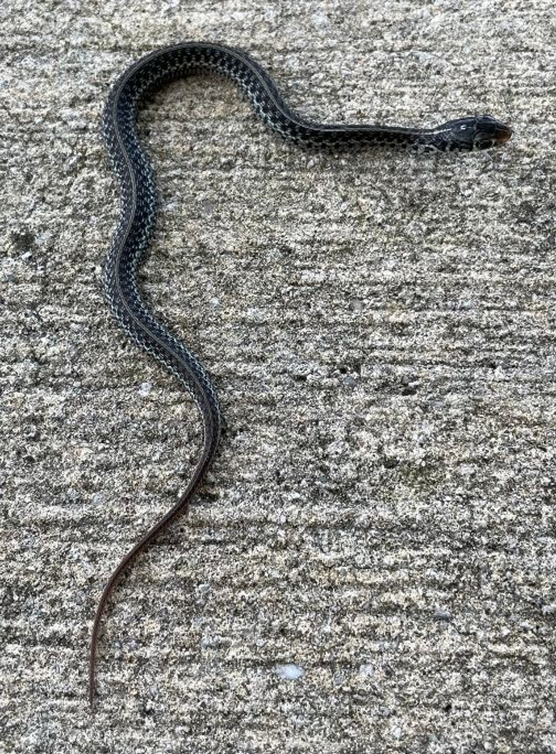 Juvenile Florida Blue Garter Snakes Thamnophis Sirtalis Similis For Sale Underground Reptiles