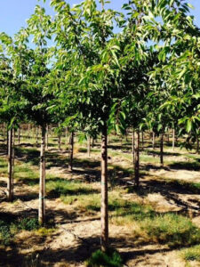 Kwanzan Flowering Cherry Tree Profile By Kuenzi Turf Nursery