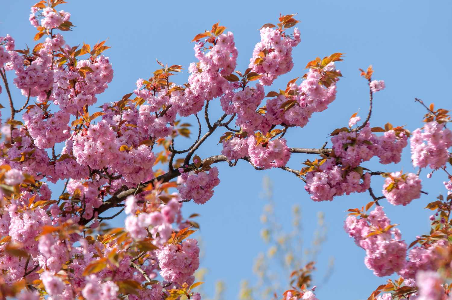 Kwanzan Flowering Cherry Tree