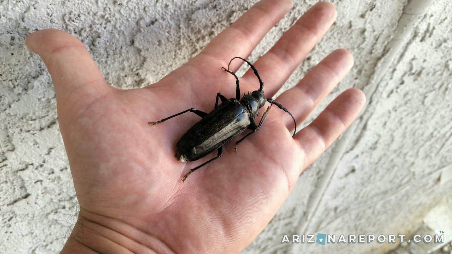 Large Black Beetle