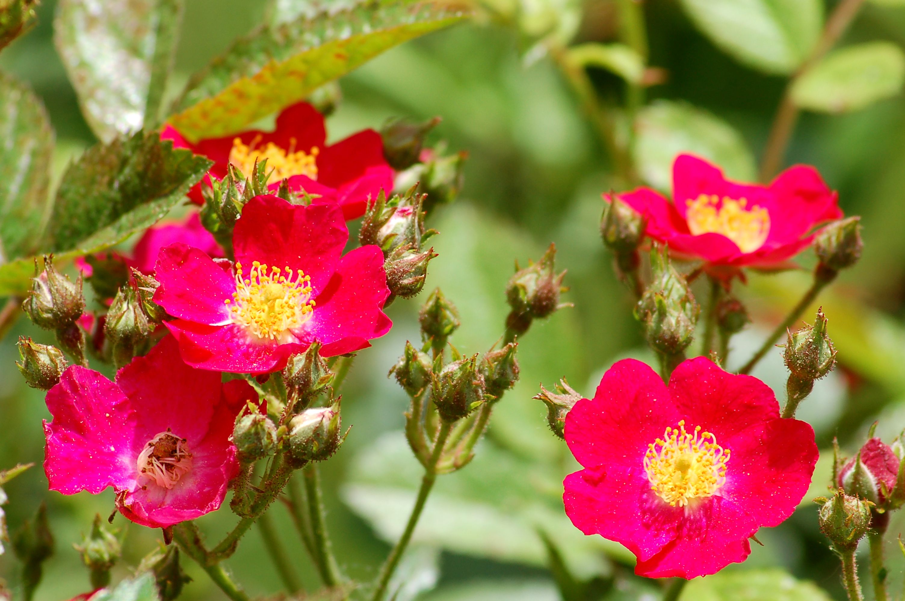 Late Flowering Summer Plants