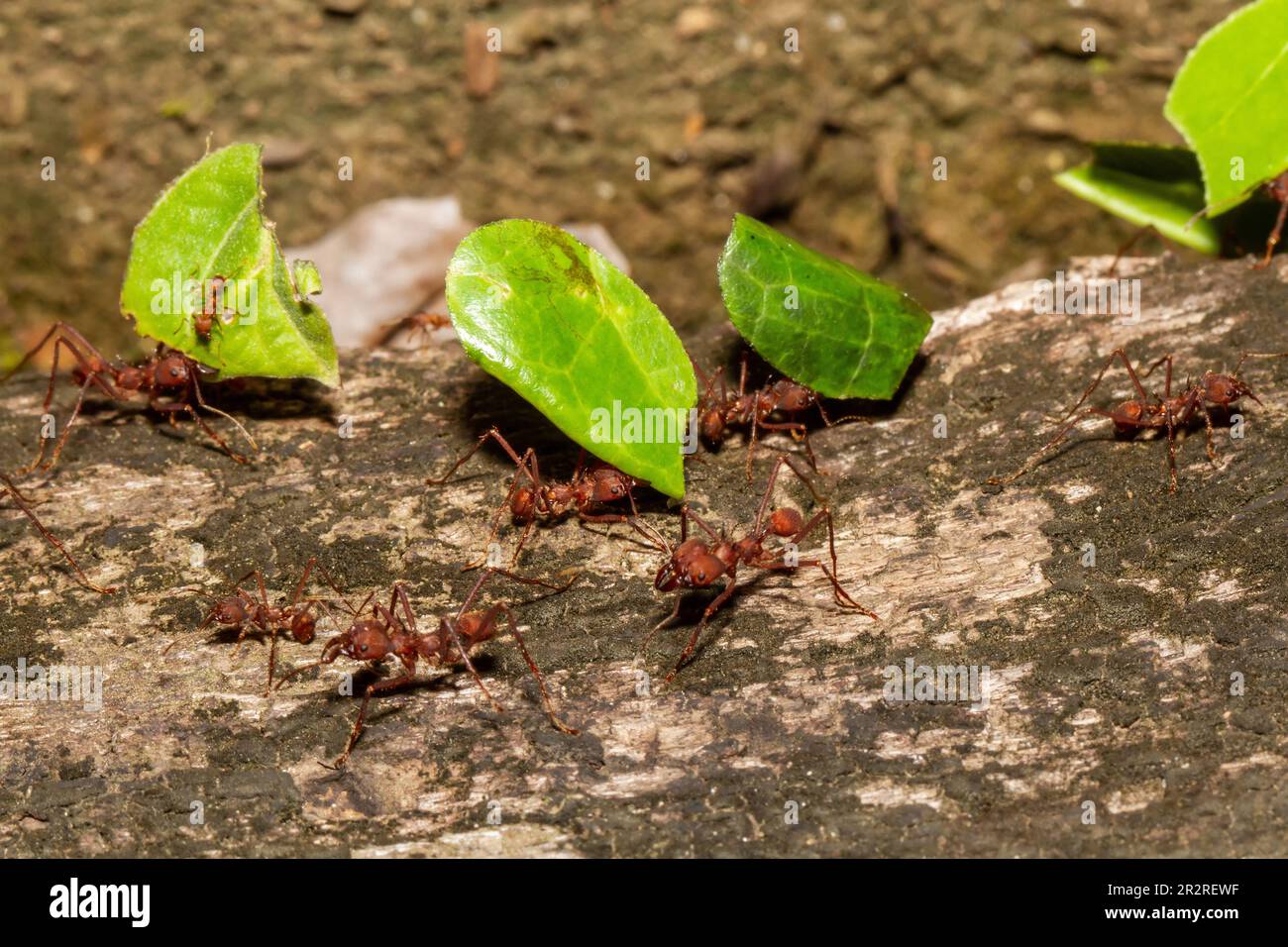 Leaf Cutter Ants Nest