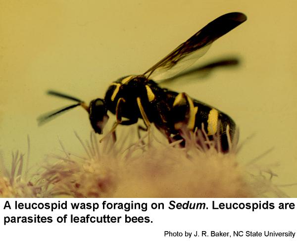 Learn How Leafcutter Bees Make Their Nests