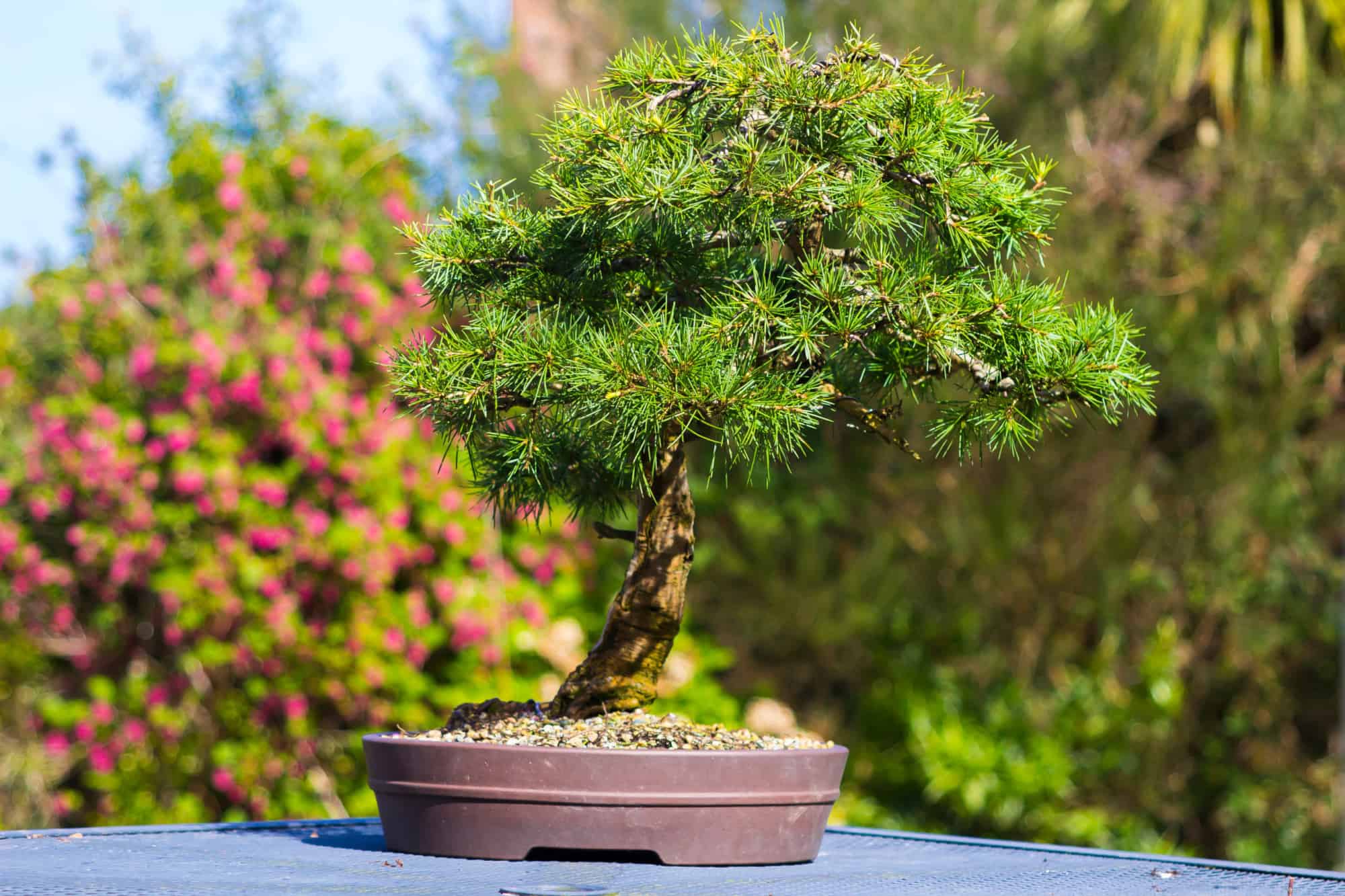 Lebanon Cedar Bonsai Tree Care Expert Tips For Thriving Growth