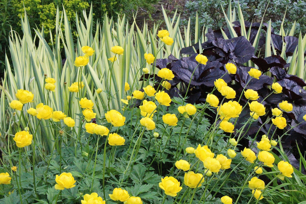 Lemon Queen Trollius: Brighten Up Gardens