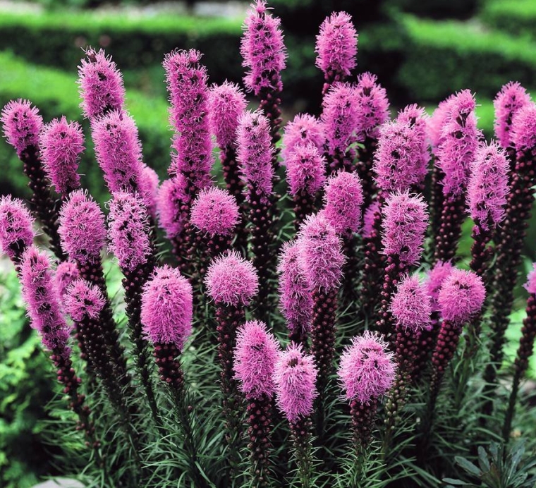 Liatris Spicata Alba: Enhance Your Garden