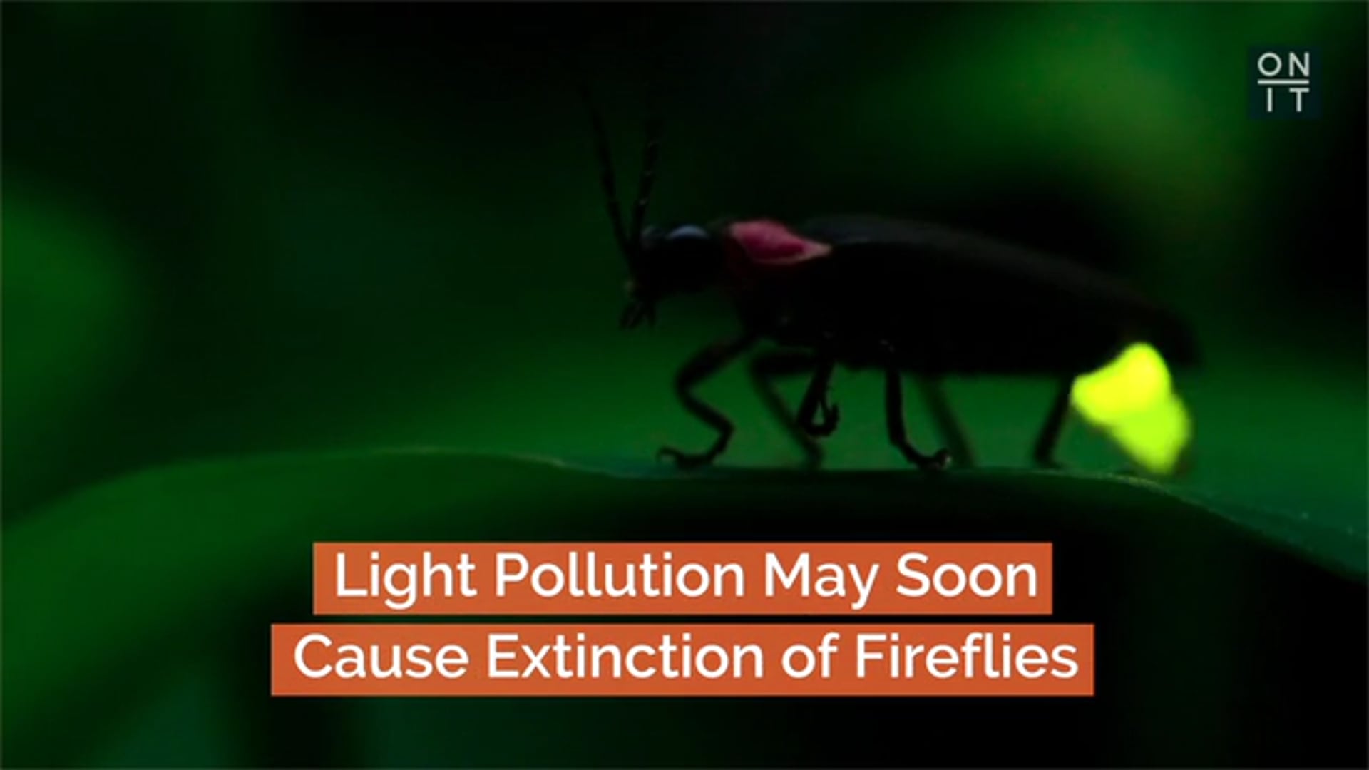 Light Pollution May Soon Cause Extinction Of Fireflies On It