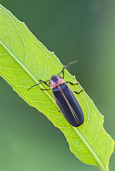 Lightning Bugs Cubatews