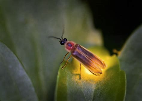 Lightning Bugs Endangered: Conservation Status Update