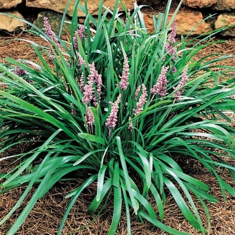 Lilyturf Plants: Low Maintenance Tips