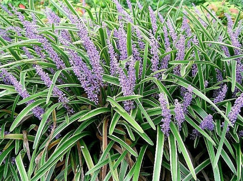 Liriope Muscari Easy Care Tips For Evergreen Lily Turf