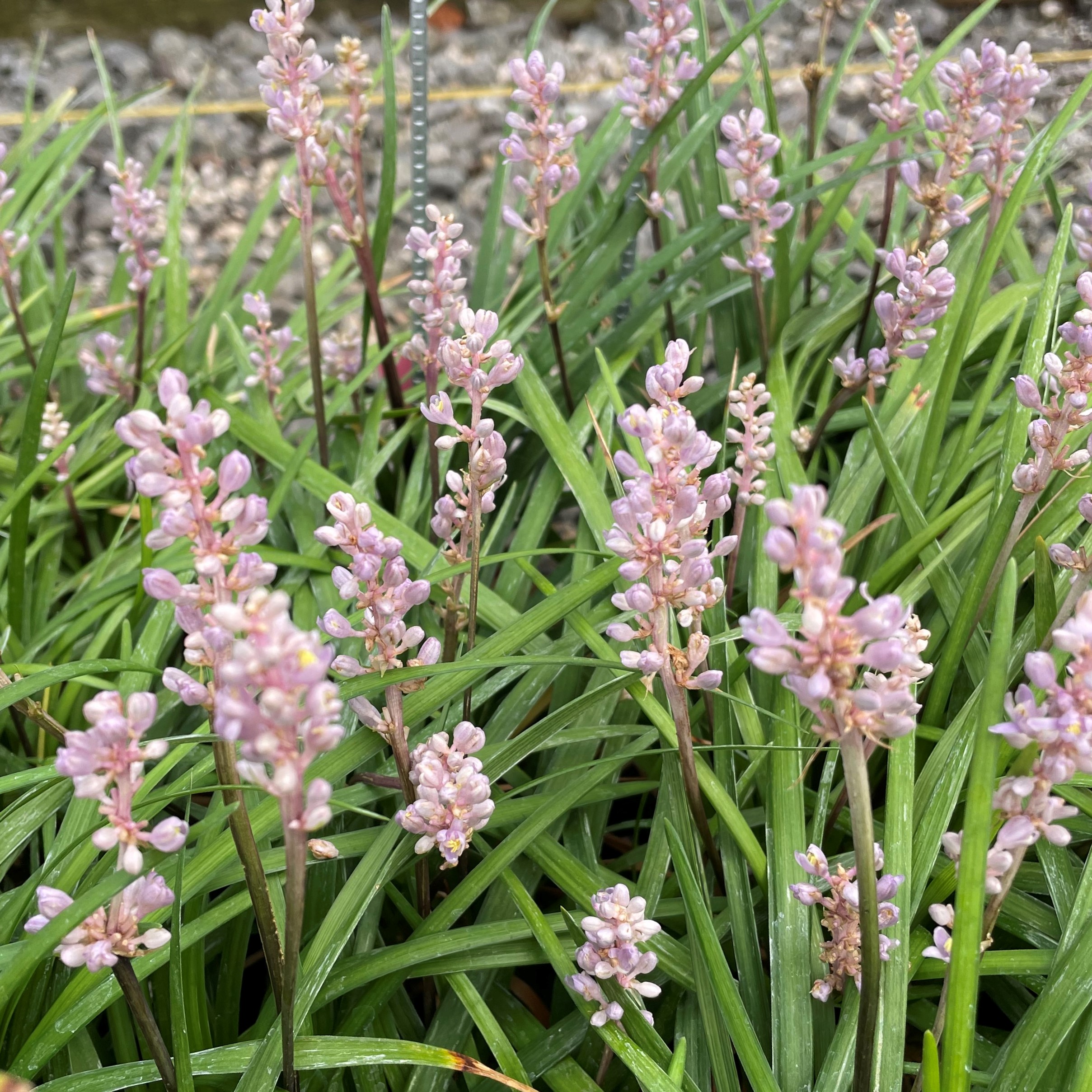 Liriope Muscari Lirf Isabella Dwarf Lilyturf Uspp 20 622 3 5 Pot Little Prince To Go