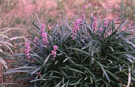 Liriope Plants: Drought Tolerant Lawn Solutions