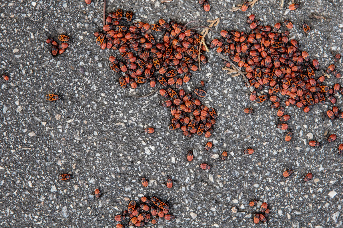 Little Red Mites On Concrete Mostly On Concrete And Stones