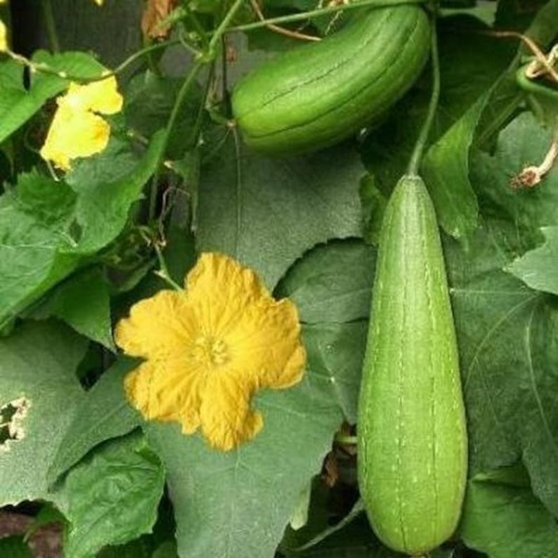 Luffa Vegetable Sponge: Natural Exfoliator