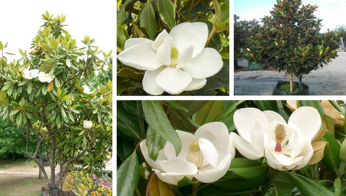 Magnolia Evergreen Tree For Your Pots And Garden My Desired Home