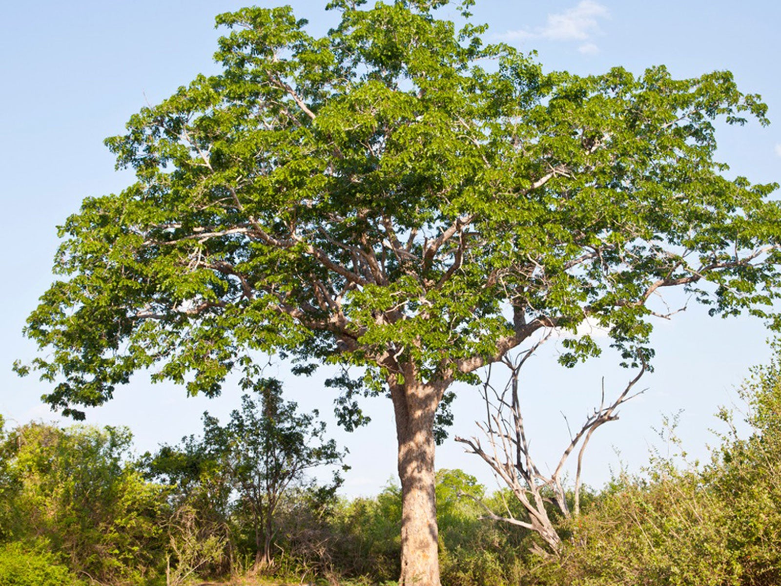 Mahogany Tree Pictures Photos Images Facts On Mahogany Trees