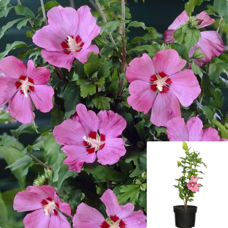 Mauve En Arbre Woodbridge Hibiscus Syriacus Woodbridge