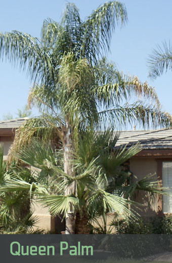 Mediterranean Palm Archives Phoenix Trim A Tree Llc