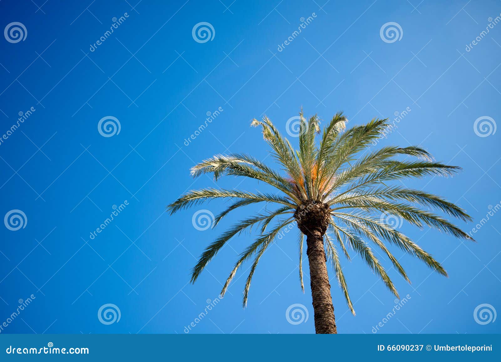 Mediterranean Palm Tree Stock Image Image Of Mediterranean 66090237