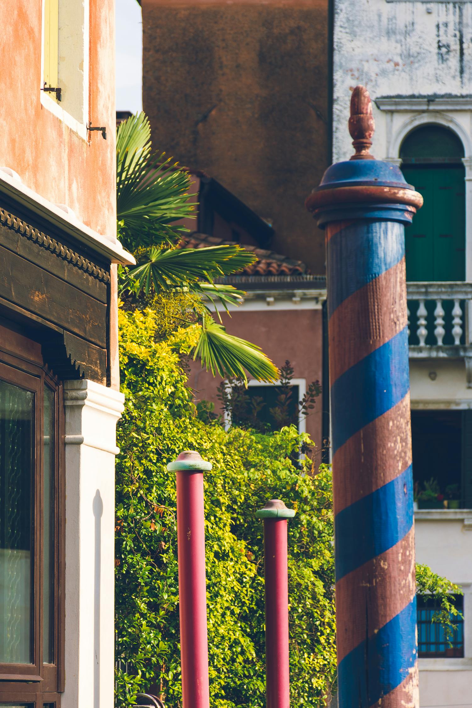 Mediterranean Palm Tree