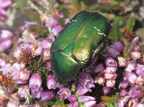 Metallic Green Beetle