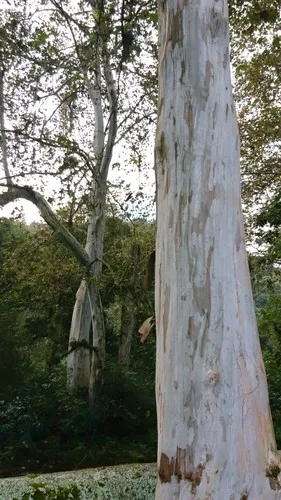 Mexican Sycamore Care Tips