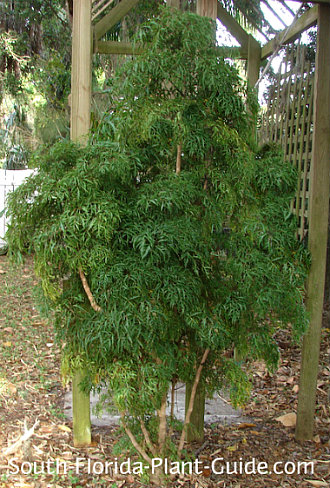 Ming Aralia Growing Guide: Full Potential