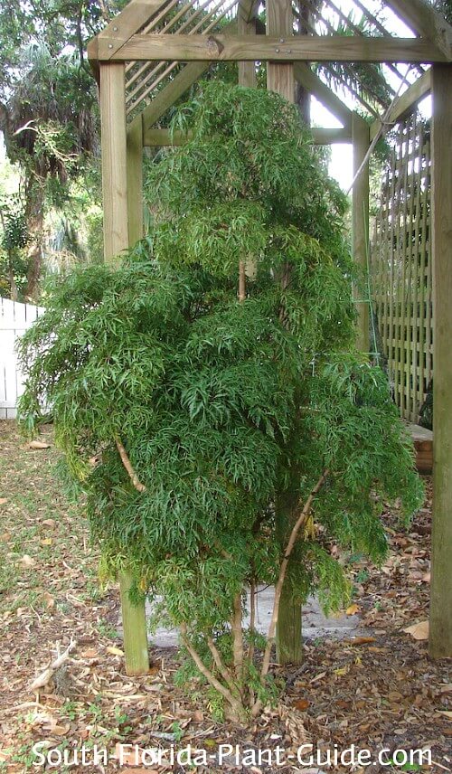 Ming Aralia Plant Care Growing Guide Tips Plantly