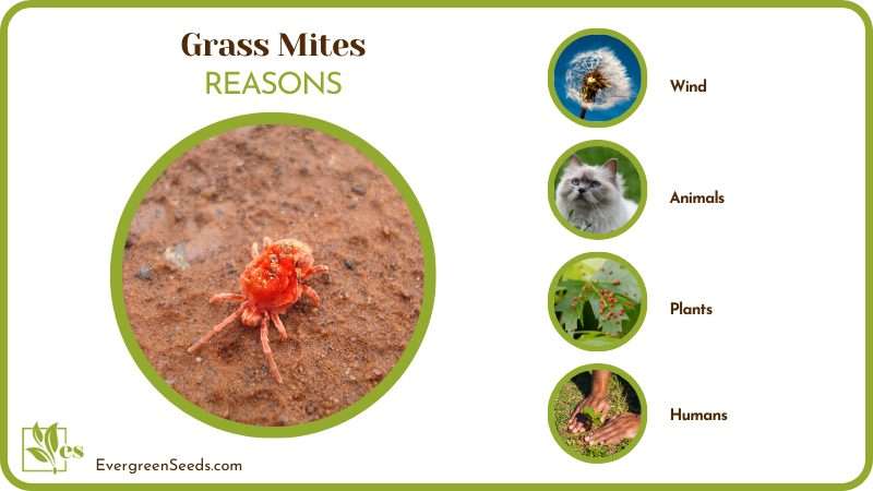 Mites On Grass