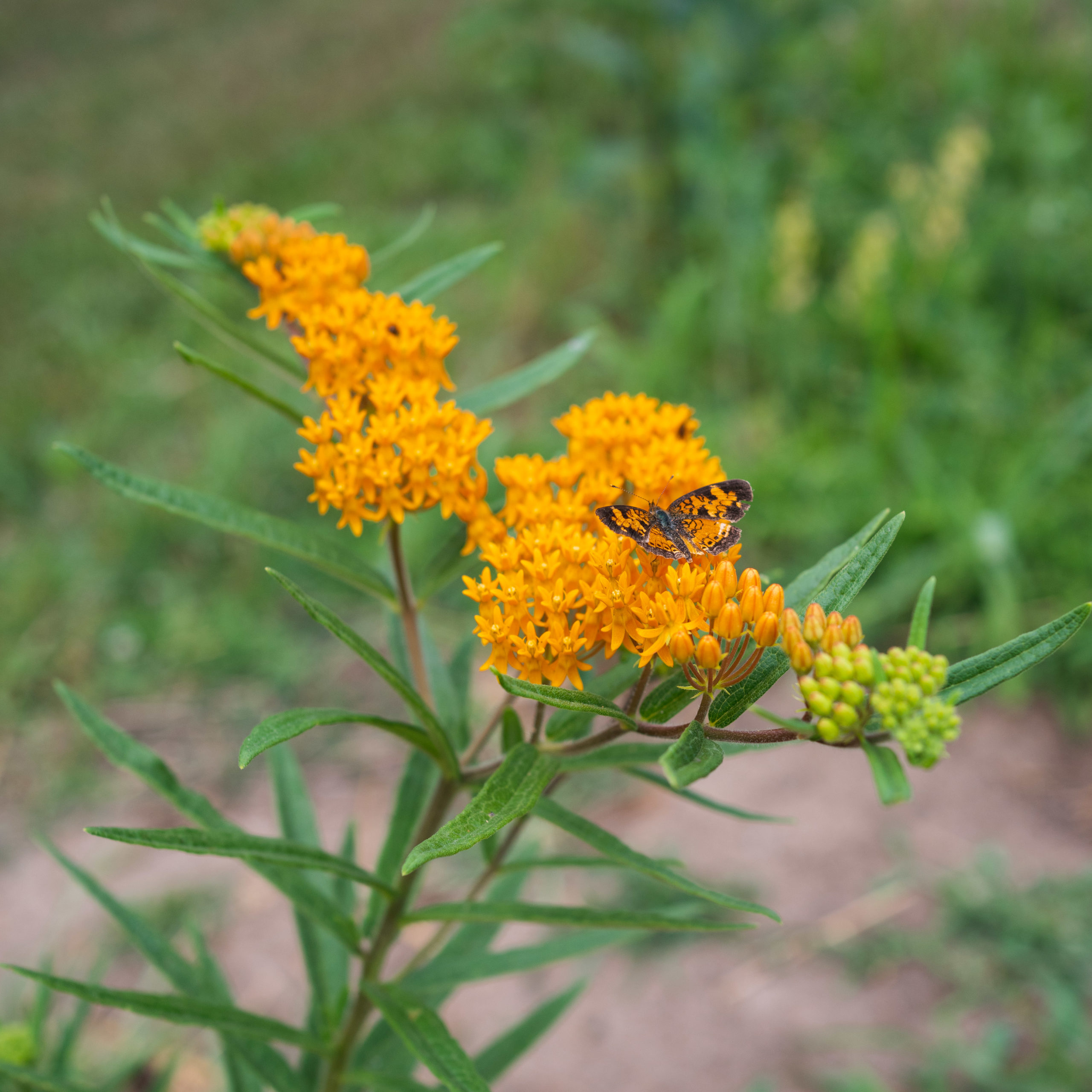 Monarch Nectaring On Butterflyweed Asclepias Tuberosa Butterfly