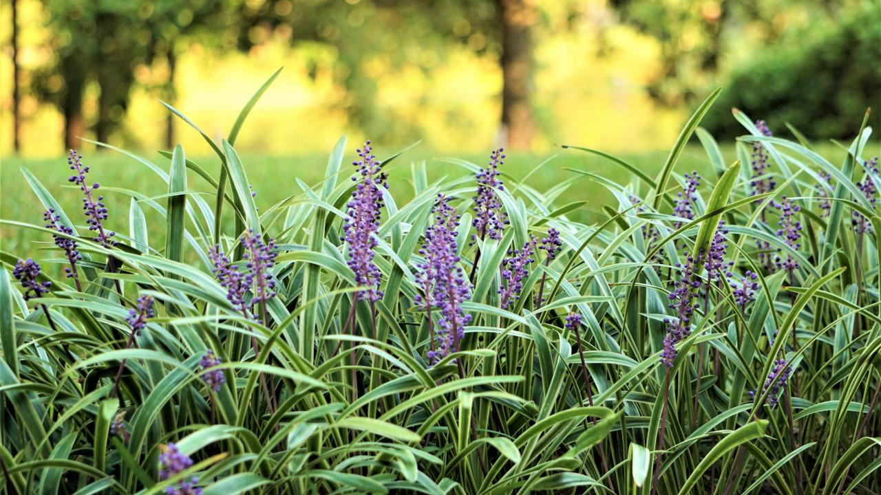 Monkey Grass Uses And How To Grow And Care For Liriope Hgtv, 56% Off