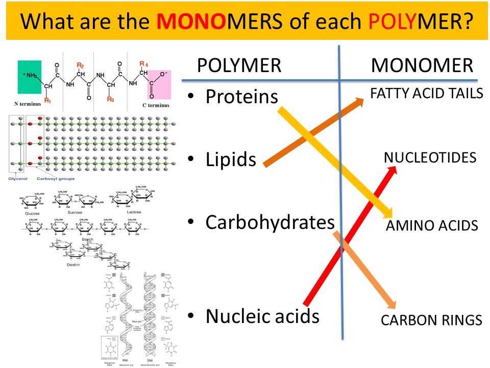 Monomers And Polymers Of Lipids