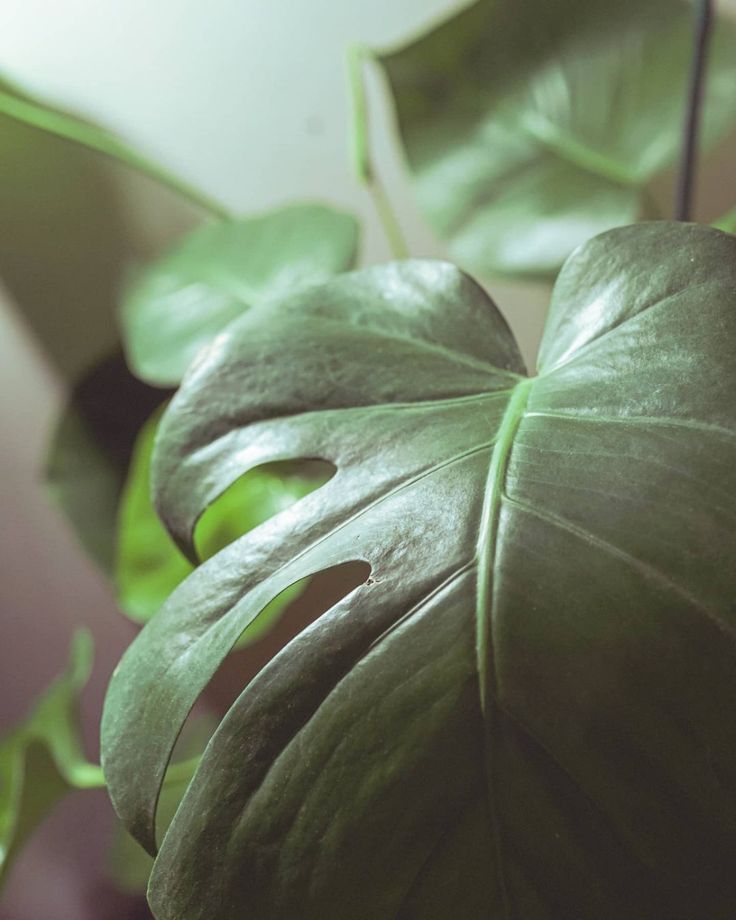 Monstera Under Grow Light Plants Photo