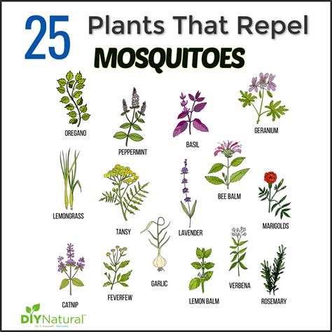 Mosquito Repellent Plants 25 Plants That Repel Mosquitoes Naturally