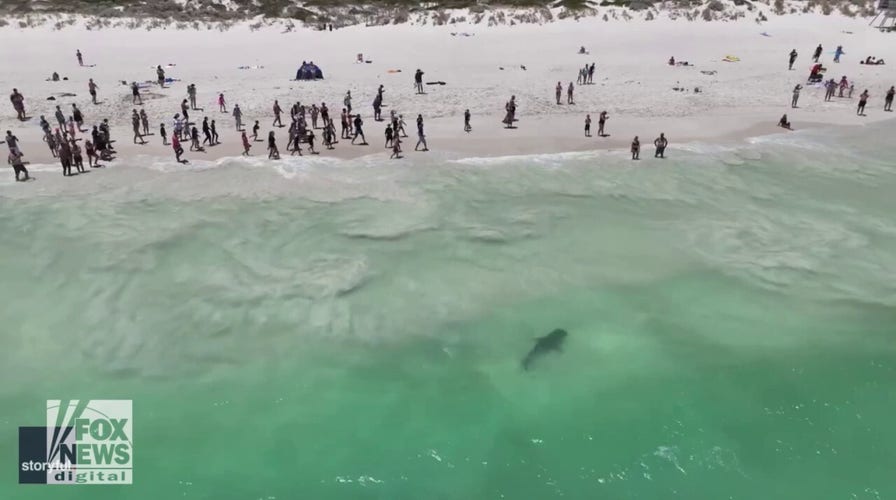 Most Shark Attacks In Florida Beaches At Pamula Hilson Blog