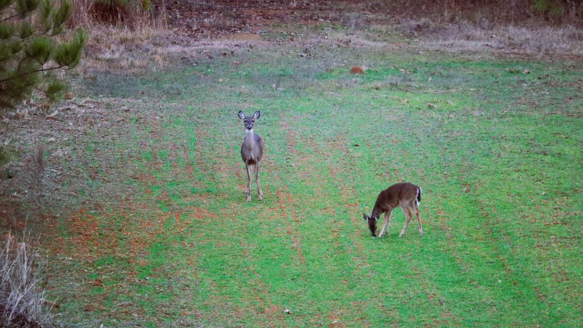 Mule Deer Vs Whitetail Deer How To Tell Them Apart Outdoor Life